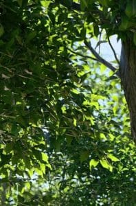 paisajismo y diseño de jardines 5