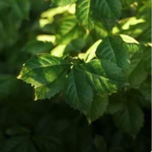 paisajismo y diseño de jardines 7