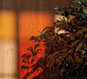 colored shadows closeup bc2