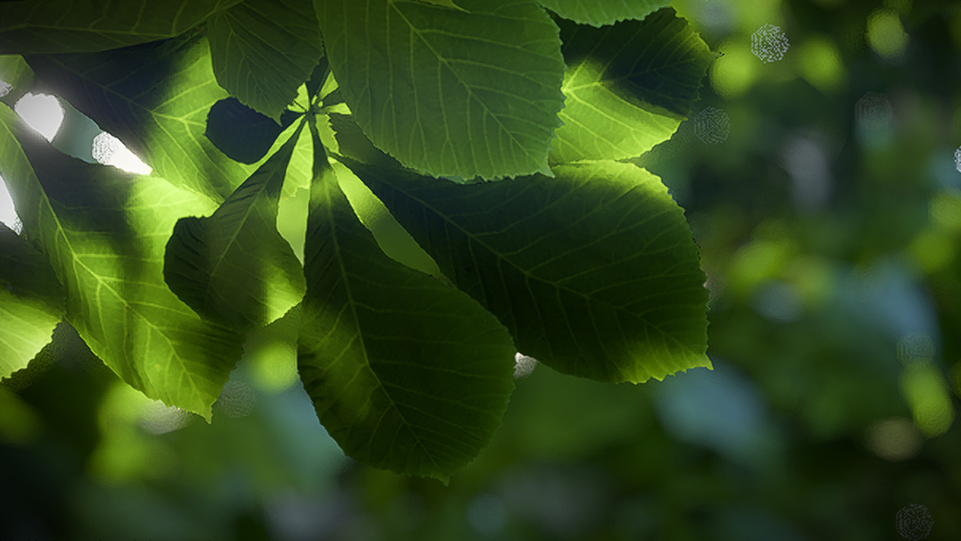 close up leaves vignette
