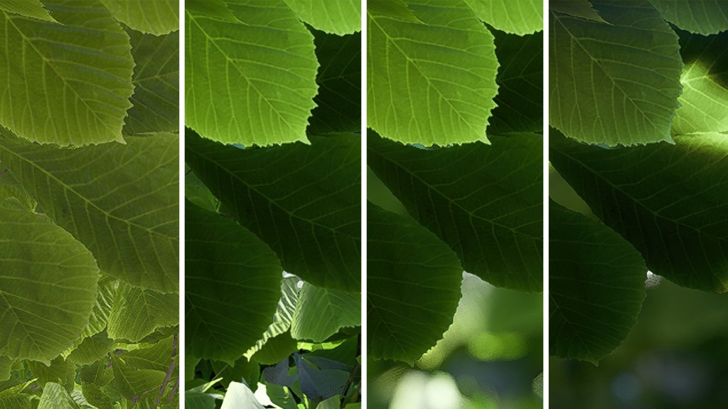 leaves composite