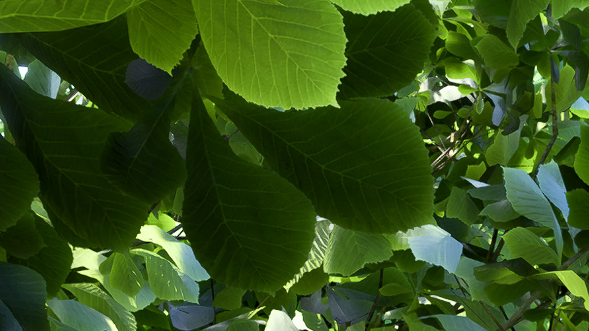 raytraced closeup leaves (1)
